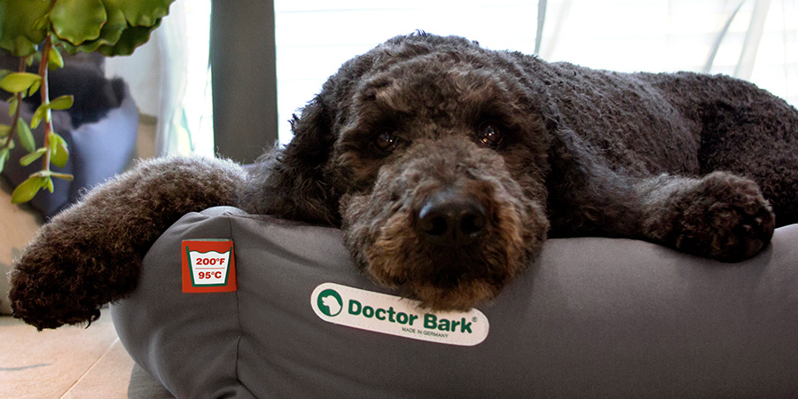 Doctor Bark - Indoor